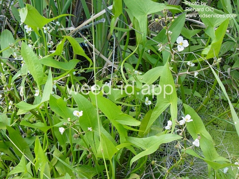 arrowhead, wedgeleaf